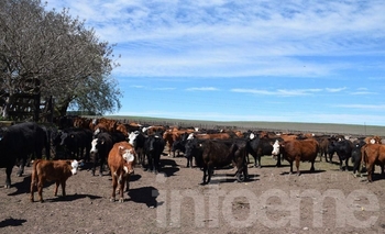 Imagen de la nota: La Justicia le puso fecha al remate de los vacunos secuestrados   