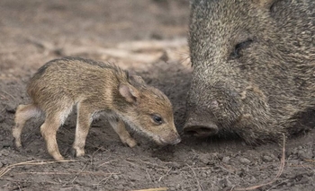Nacieron pecaríes en el Bioparque “La Máxima” Imagen de la nota: Nacieron pecaríes en el Bioparque “La Máxima”