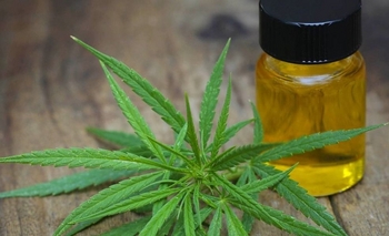 Amparo para que el Estado suministre aceite de cannabis Imagen de la nota: Amparo para que el Estado suministre aceite de cannabis