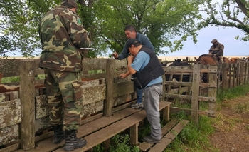 Imagen de la nota: Continúan los operativos por animales invasores