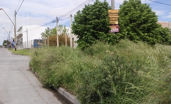 Imagen de la nota: Denuncian altos pastizales en un terreno baldío