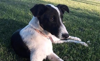 “Felipe” en adopción responsable Imagen de la nota: “Felipe” en adopción responsable