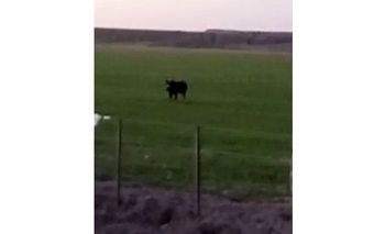 Imagen de la nota: “Es enorme”: la sorpresa de una vecina al ver un jabalí suelto