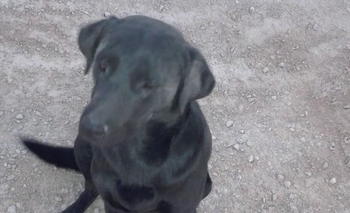 Buscan adopción responsable para un perrito Imagen de la nota: Buscan adopción responsable para un perrito