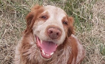 Imagen de la nota: Encontraron un perro e intentan ubicar a su familia