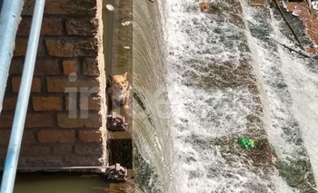 Imagen de la nota: Un perrito cayó al arroyo y fue rescatado por Bomberos