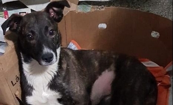 Buscan un hogar definitivo para “Tigresa” Imagen de la nota: Buscan un hogar definitivo para “Tigresa”