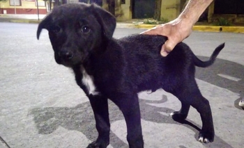 Abandonaron a un cachorrito y buscan adoptantes Imagen de la nota: Abandonaron a un cachorrito y buscan adoptantes