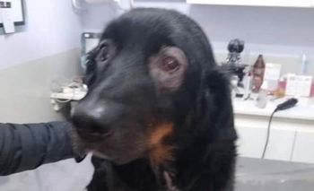 Imagen de la nota: Buscan a Tita: fue abandonada en Muñoz