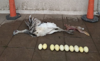 Imagen de la nota: Infraccionaron a tres galgueros por caza furtiva