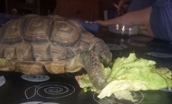 Le robaron la tortuga y pide por su vuelta Imagen de la nota: Le robaron la tortuga y pide por su vuelta