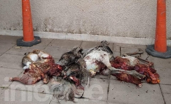 Imagen de la nota: Cinco galgueros demorados por caza furtiva