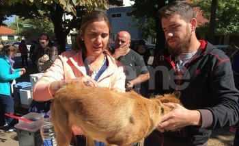 Imagen de la nota: Vacunación antirrábica: calendario del mes de noviembre