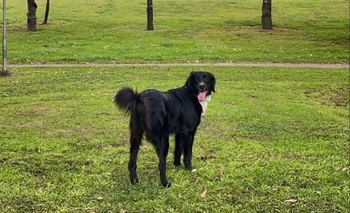 Imagen de la nota: Se perdió una perra en la zona del Cementerio