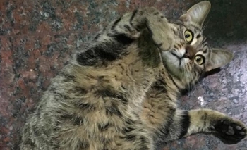 Imagen de la nota: Buscan a un gato perdido que recientemente fue operado