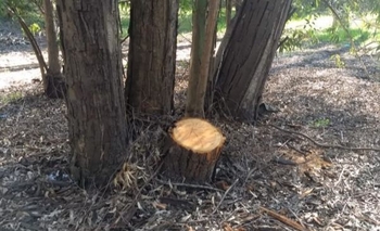 Imagen de la nota: Le usurpan la casa, talan sus árboles y la demandan  