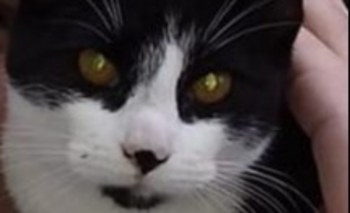 Imagen de la nota: Perdió a su gata el día de su cumpleaños