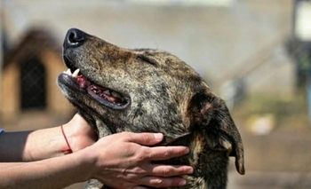 Imagen de la nota: La vacunación antirrábica llega al barrio Pickelado