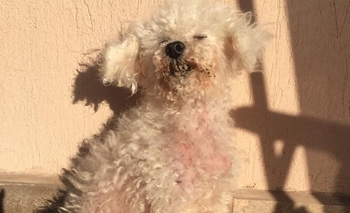 Imagen de la nota: Búsqueda desesperada de una perrita