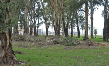 Imagen de la nota: El Banco de Leña asistió a 800 familias 