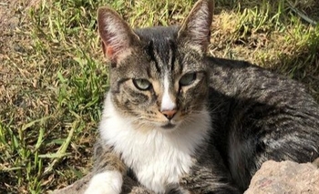 Imagen de la nota: Buscan a una gata perdida en el barrio Ceco 1