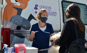 Imagen de la nota: Vacunación antirrábica: dónde vacunar a mi perro