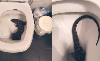 Imagen de la nota: Video: encontró un lagarto en el inodoro
