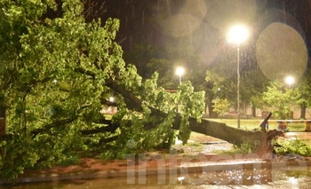 Imagen de la nota: El temporal voló techos y tiró árboles y sigue el alerta