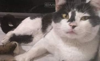 Se perdió un gato en Villa Floresta Imagen de la nota: Se perdió un gato en Villa Floresta