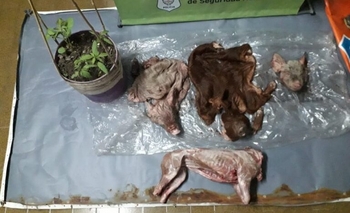 Secuestraron lechones que habían sido robados Imagen de la nota: Secuestraron lechones que habían sido robados