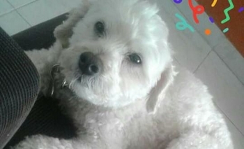 Imagen de la nota: Se perdió un caniche en Pueblo Nuevo