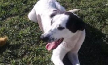 Totin espera por una adopción responsable Imagen de la nota: Totin espera por una adopción responsable