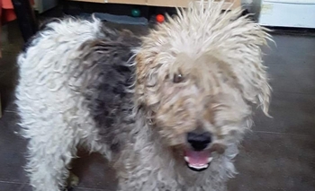 Imagen de la nota: Se escapó Lolo: ofrecen recompensa