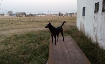 Imagen de la nota: Buscan un perro perdido en Tiro Federal