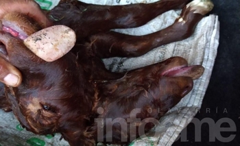 Imagen de la nota: Nació un ternero con dos cabezas y seis patas