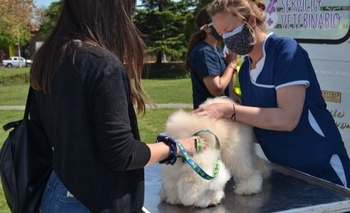 Imagen de la nota: Vacunación antirrábica: dónde llevar a las mascotas esta semana