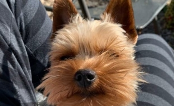 Imagen de la nota: Buscan a un perrito perdido en Olavarría y ofrecen recompensa