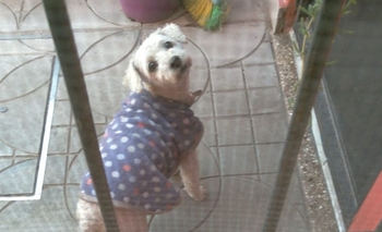 Imagen de la nota: Buscan a los dueños de un caniche