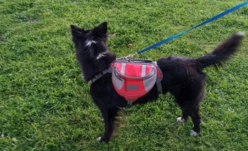 Imagen de la nota: Rescató un perro hace 20 días y necesita darlo en adopción