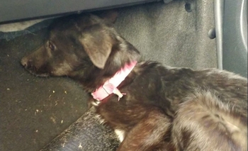 Imagen de la nota: Buscan un hogar de tránsito para una perrita de 4 meses