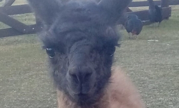 Con un concurso, se bautizó a una llama nacida en “La Máxima” Imagen de la nota: Con un concurso, se bautizó a una llama nacida en “La Máxima”