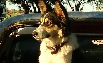 Imagen de la nota: Desesperada búsqueda de Nina: “Se asustó con la tormenta y se fue”