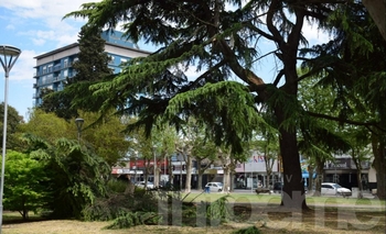 Se desprendió un gajo de un pino de la plaza central Imagen de la nota: Se desprendió un gajo de un pino de la plaza central