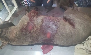 Imagen de la nota: Marcharán por el asesinato de la perra Tormenta