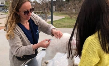 Imagen de la nota: En los últimos tres meses vacunaron 7600 animales