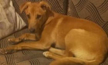 Imagen de la nota: Una familia busca a Pakito