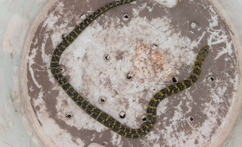 Qué hacer al encontrar un reptil según “La Máxima” Imagen de la nota: Qué hacer al encontrar un reptil según “La Máxima”