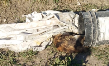 Imagen de la nota: Denuncian que tiraron animales muertos 