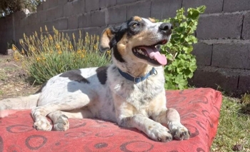 Imagen de la nota: Desesperada búsqueda para Amiguita: “Se queda en la calle”