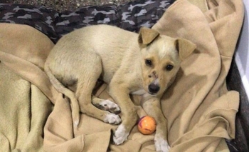 Imagen de la nota: Buscan hogar para un perrito abandonado
